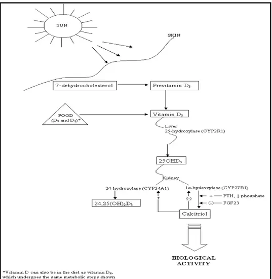 Gambar 2.3.  Sintesis, Intake  dan Aktivasi Vitamin D 33 