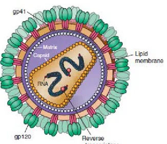 Gambar 2.1. Struktur HIV 2.3. Epidemiologi 