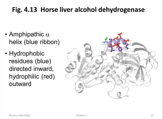 Fig. 4.13  Horse liver alcohol dehydrogenase
