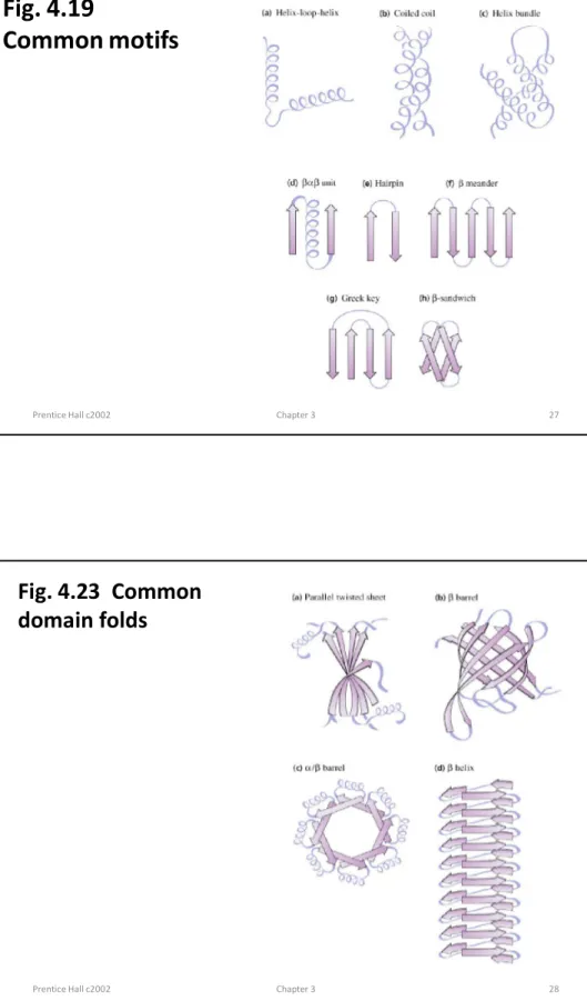 Fig. 4.23  Common  domain folds