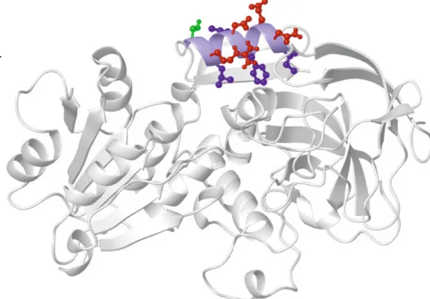 Fig. 4.13  Horse liver alcohol dehydrogenase