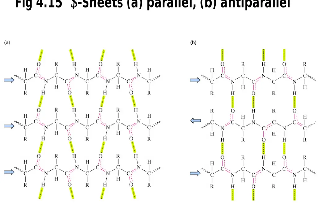 Fig 4.15  b-Sheets (a) parallel, (b) antiparallel