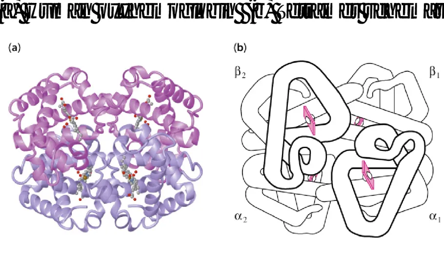 Fig. 4.42  Hemoglobin tetramer