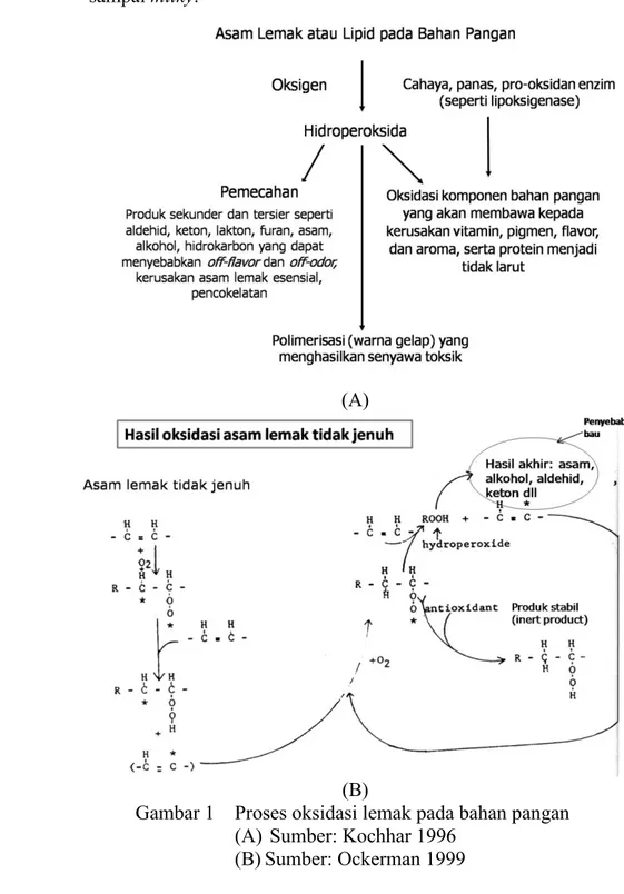 Gambar 1    Proses oksidasi lemak pada bahan pangan   (A)  Sumber: Kochhar 1996 
