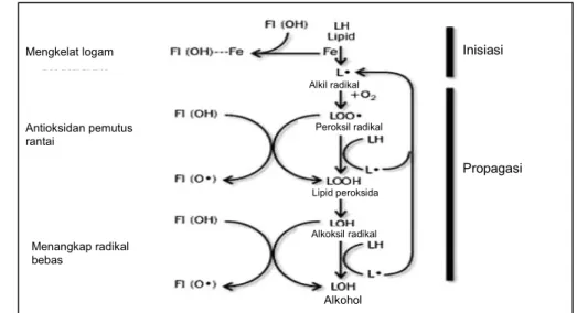 Gambar 5  Penghambatan peroksidasi lemak oleh flavonoid                     (Cadenas 2004) 
