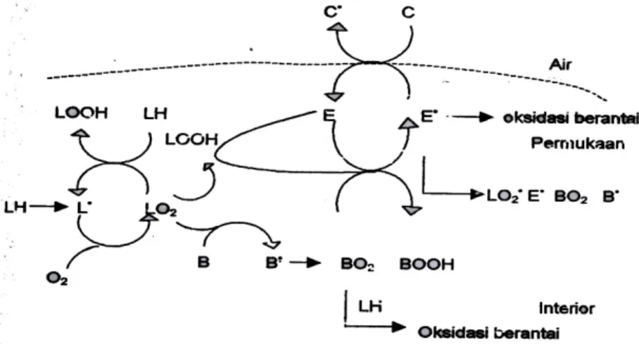 Gambar  7  Skema penghambatan oksidasi pada membran dan LDL oleh    kombinasi  - karoten (B), vitamin C (C), dan vitamin E (E) 