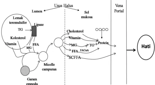 Gambar 8. Metabolisme lemak asal pakan modifikasi dari Suttie (1972)         