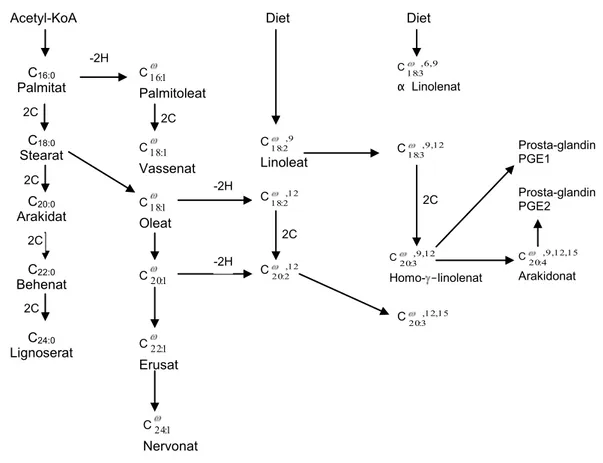 Gambar 9  Metabolisme lemak (Bell dan Freeman 1971) 