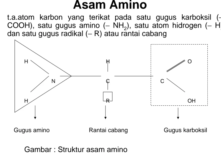 Gambar : Struktur asam amino