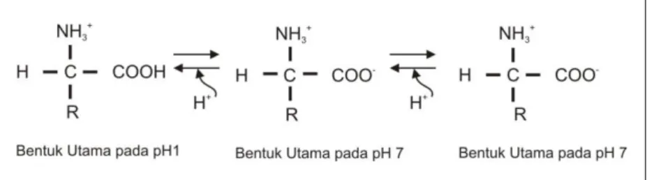Gambar 2.3. Status ionisasi asam amino tergantung pada pH. 