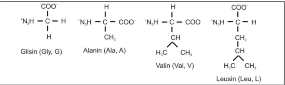 Gambar 2.5. Asam amino dengan rantai samping alifatik. 