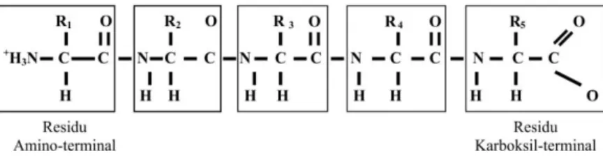 Gambar 2.7. Residu asam amino terdapat dalam kotak,   rantai dimulai pada ujung amino