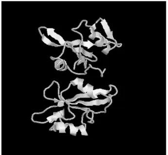 Gambar 5. Struktur tersier protein  