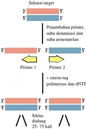 Gambar 2 Skema proses PCR. 