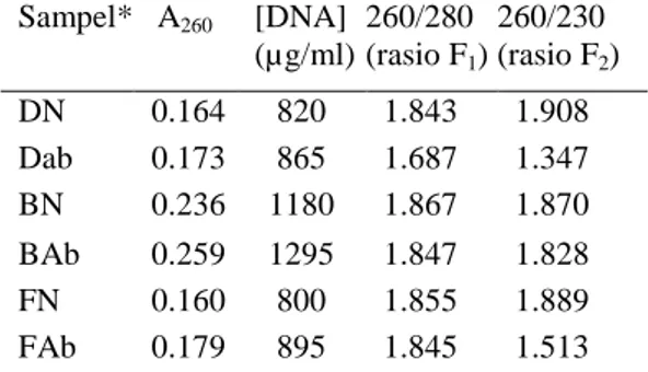 Tabel  1  Data  hasil  spektrofotometer  larutan                                              DNA sampel  Sampel*  A 260 [DNA]  (µg/ml)  260/280 (rasio F 1 )  260/230 (rasio F2 )  DN  0.164  820  1.843  1.908  Dab  0.173  865  1.687  1.347  BN  0.236  1180
