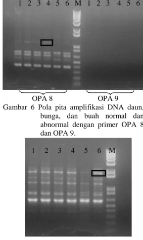 Gambar  6  Pola pita amplifikasi DNA daun,  bunga, dan buah normal dan  abnormal dengan primer OPA 8  dan OPA 9