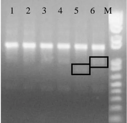 Gambar  9    Pola pita amplifikasi DNA daun,  bunga, dan buah normal dan  abnormal dengan primer OPB 2