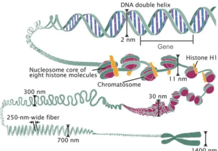 Gambar 2.1 Ilustrasi keterkaitan DNA, gen, dan kromosom  sumber: faculty.fmcc.suny.edu/mcdarby 