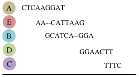 Gambar  5.2  menunjukkan  representasi  assembling  DNA  menggunakan  multigraf.  Rekonstruksi  sekuens  basa-N  dapat  dilihat  melalui  tanda  panah  berarah