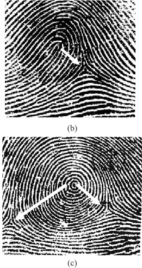 Gambar 1. Pola sidik jari manusia. (a) Pola  lengkung atau arch, (b) Pola sosok atau loop, 