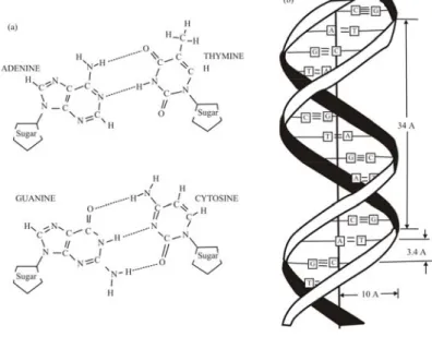 Gambar 1.6.  (a) Struktur kimia dari empat nukleotida yang merupakan pembentuk  DNA, (b) Struktur dasar serangkaian DNA