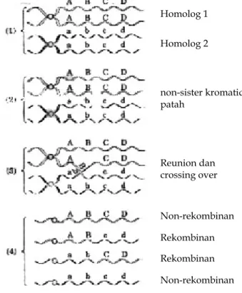 Gambar 1.11.  Empat tahap yang dilibatkan dalam pindah silang antara sepasang  kromosom homolog