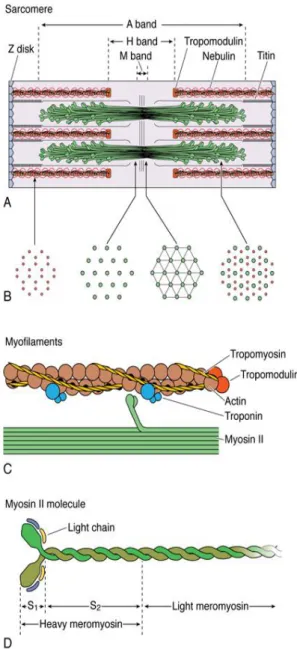 Gambar  4.  Sarkomer  dan  komponennya.  A)  Molekul  miosin  yang  tersusun  antiparalel