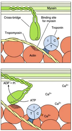 Gambar  5.  Kontraksi  otot  yang  diawali  oleh  terikatnya  Ca 2+   ke  troponin  C