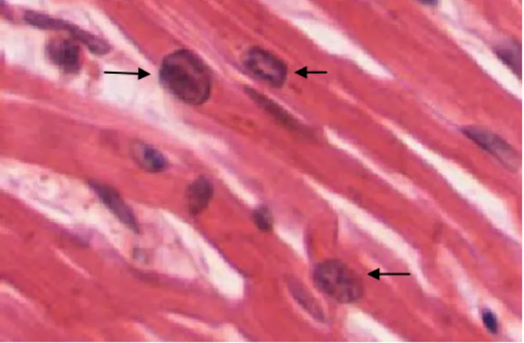 Gambar 2. Inti sel yang berbentuk persegi 19