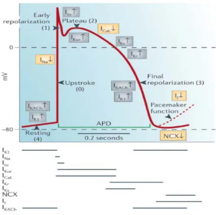 Gambar 2. Potensial aksi di miokardium dan conductances ion-ion yang berperan. Dikutip dari ( 4 )  Channelopathy Bawaan 