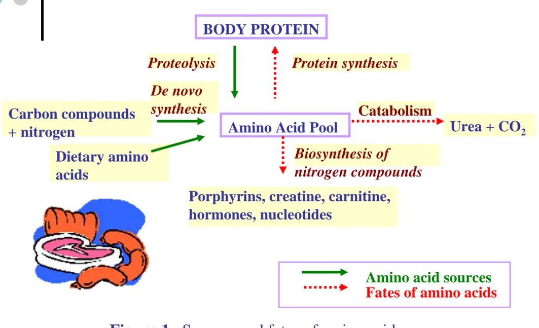 Figure 1.  Sources and fates of amino acidsBODY PROTEIN