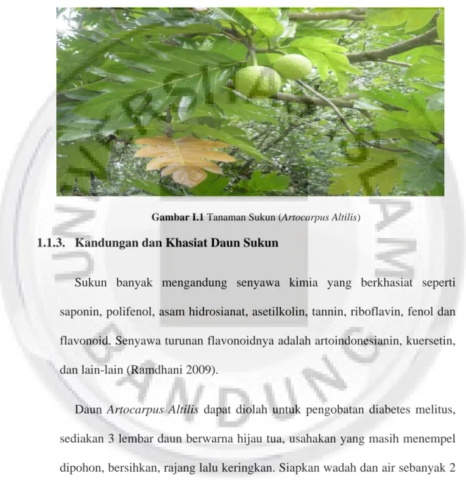 Gambar I.1 Tanaman Sukun (Artocarpus Altilis)