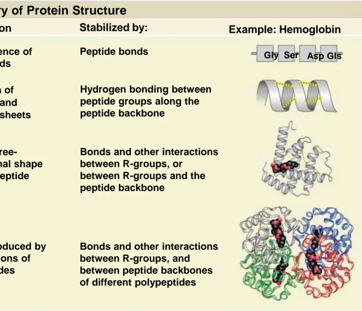 TABLE 3.2 A Summary of Protein Structure  Level  Description  Primary  Secondary  Tertiary  The sequence of amino acids Formation of -helices and  -pleated sheets Overall three-  dimensional shape   of a polypeptide 