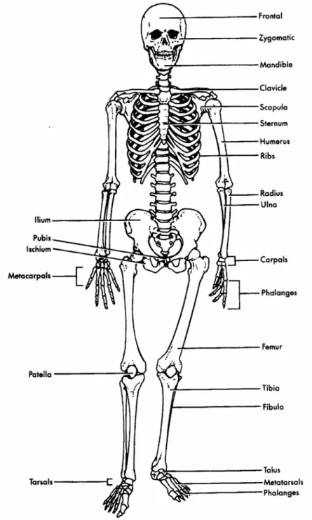 Gambar 2.6 Tulang Tubuh Manusia 