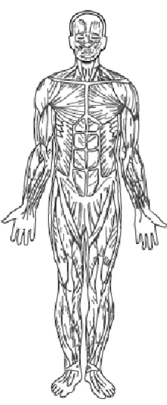 Gambar 2.7 Otot Tubuh Manusia 