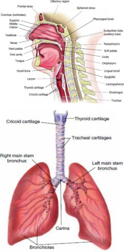 Gambar 1. Anatomi saluran napas atas dan saluran napas bawah 