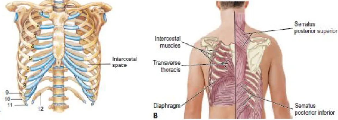 Gambar 3. Anatomi  rongga toraks 