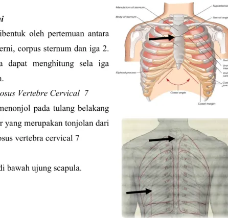 Gambar 8. Lokasi Penanda anatomis di permukaan dada  depan dan belakang  