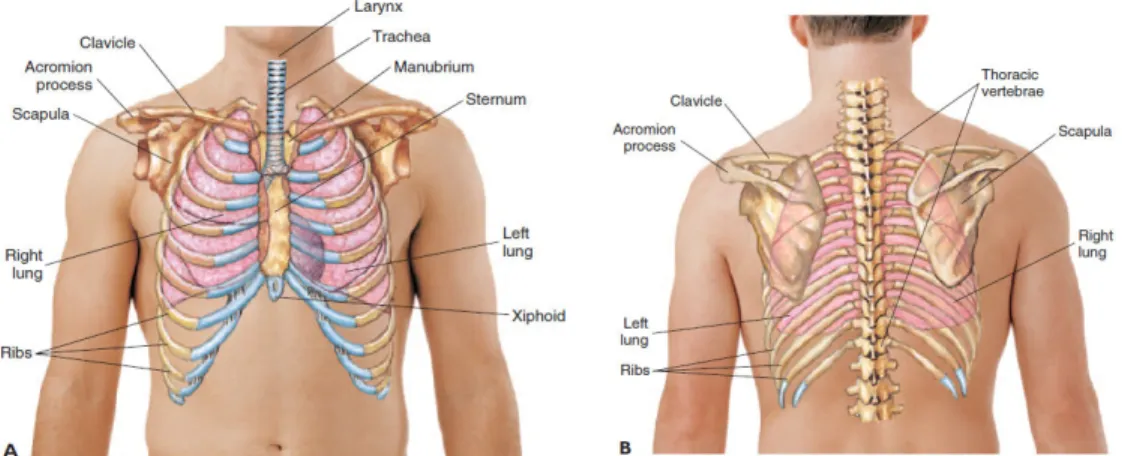 Gambar  1.  Struktur  dinding  dada  :  A  tampak  dari  depan  .B,  tampak  dari  belakang  (  dikutip  dariSaedel chapter 13  chest and lungs)