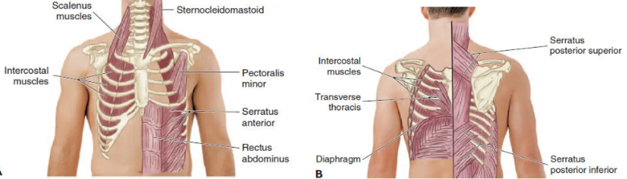 Gambar  2.  Otot  -  otot  pernapasan  .  A.  Otot  pernapasan  bagian  depan  B.  Otot  pernapasan  bagian belakang 