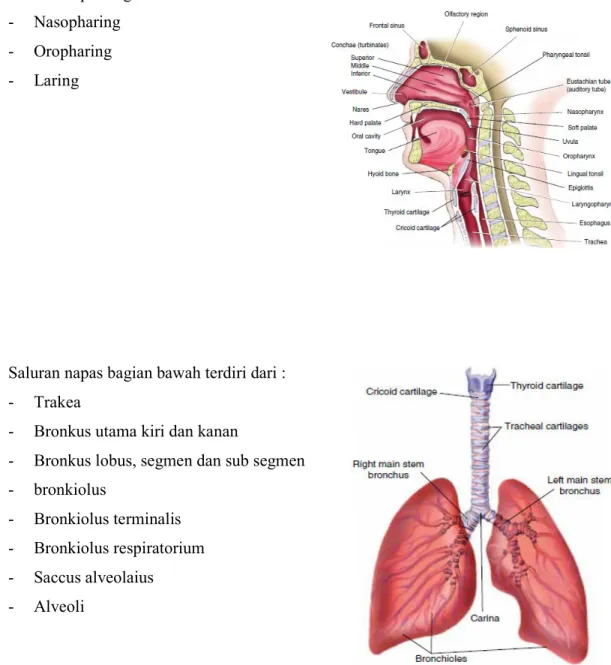 Gambar 3. Anatomi saluran napas atas dan saluran napas bawah 