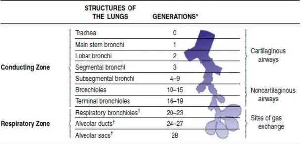 Gambar 4. Struktur saluran napas bawah dan pembagian generasi percabangan saluran napas  bawah  