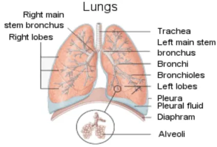 Gambar 39. Anatomi paru 