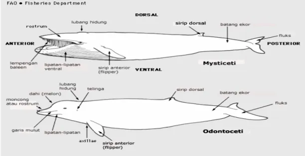 Gambar 1. Morfologi dan bagian-bagian badan Cetacea sub ordo mysticeti dan odontoceti  (Jefferson et al., 1993)