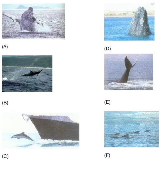 Gambar 2.  Tingkah laku yang dilakukan oleh Cetacea.  Huruf mewakilkan (A) breaching;  