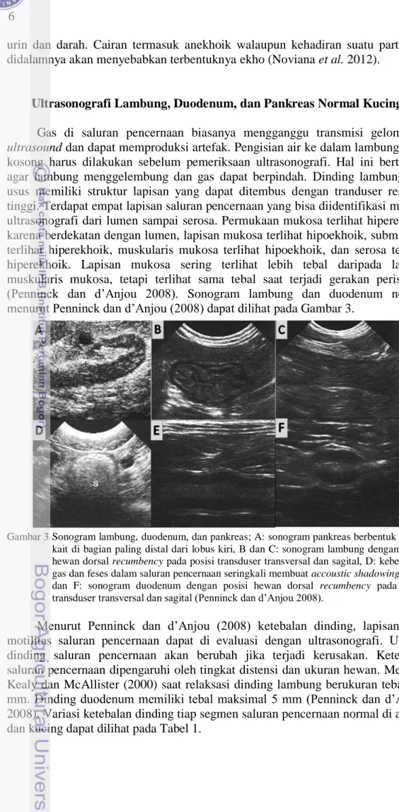 Gambar 3 Sonogram lambung, duodenum, dan pankreas; A: sonogram pankreas berbentuk seperti  kait di  bagian paling distal dari  lobus kiri, B dan C:  sonogram  lambung dengan posisi  hewan dorsal recumbency pada posisi transduser transversal dan sagital, D: