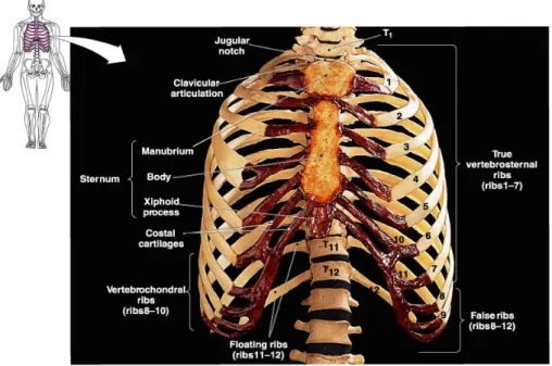 Gambar 5. Persendian tulang dada dengan tulang calavikula dan costae kiri dan kanan 