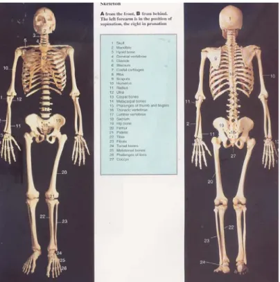 Gambar 2.3  : Anatomi kerangka tubuh manusia tampak depan dan belakang. 8 Proses pertumbuhan dimulai sejak terjadi konsepsi dan berlangsung  terus-menerus sampai umur dewasa, kemudian stabil dan pada usia relatif tua akan kembali  berkurang