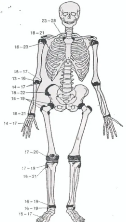 Gambar 2.8 : Usia penyatuan garis epifise pada tulang-tulang kerangka. 16