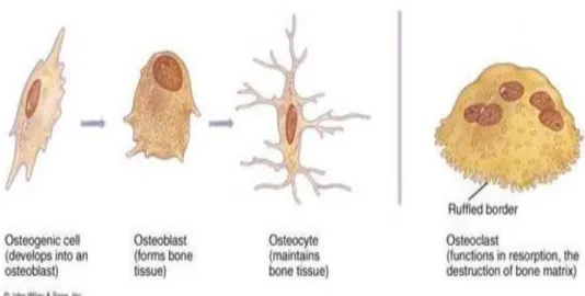 Gambar 2.1.Gambar skematik dari sel-sel tulang. 13